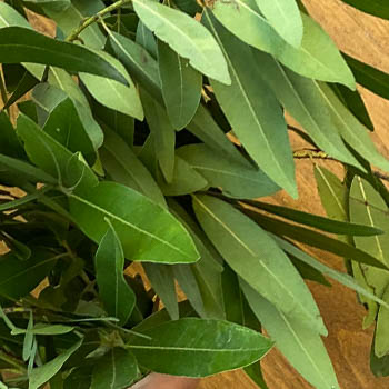 Fresh Fall Bay Leaf Greens